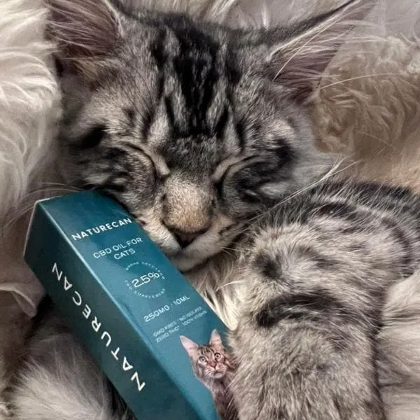 CBD Olie voor Katten - Image 4